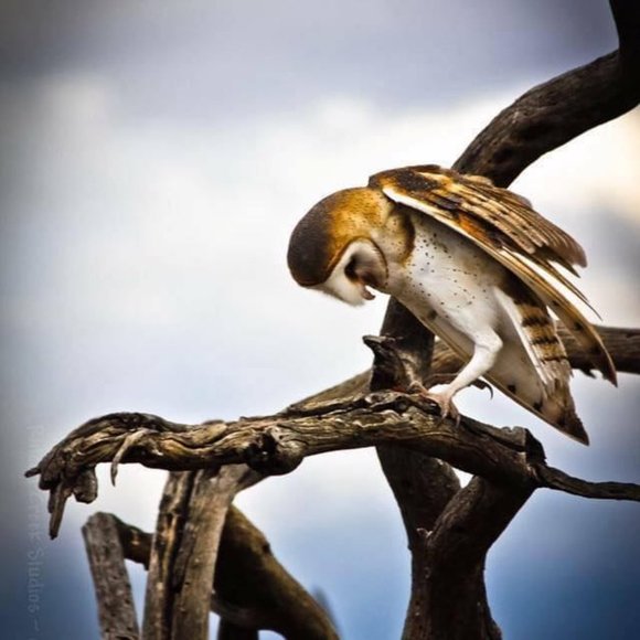 Meet your Posher, Bit Devine - Picture 5 of 9